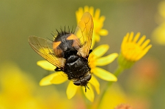 David Plant Photography - Wildlife Photography - Nowickia ferox - A